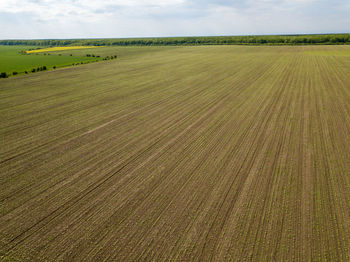 Scenic view of agricultural field