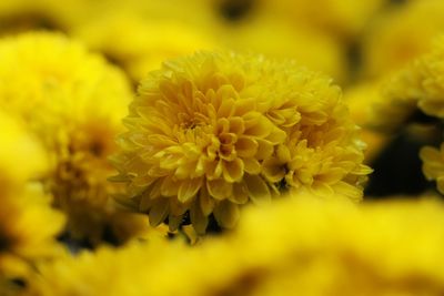 Close-up of yellow flowering plant