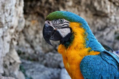 Close-up of a parrot