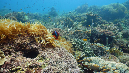 View of fish swimming in sea