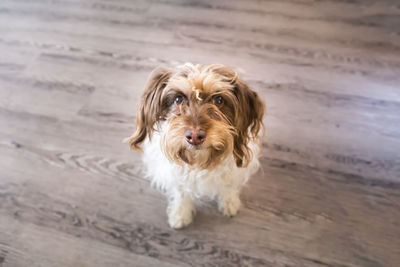 High angle portrait of dog on floor