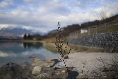 Close-up of dry plant at lakeshore against sky