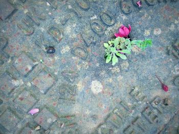 High angle view of pink rose on footpath