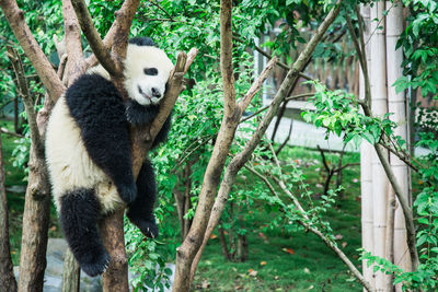 View of a panda on tree