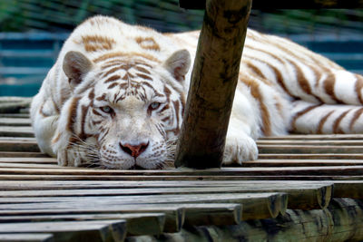 Close-up portrait of white tiger relaxing on wood