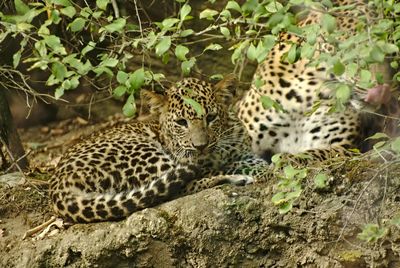 View of cats relaxing on land