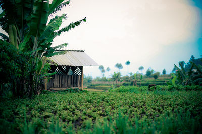 House on field by trees against sky