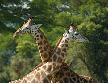 Giraffe against blurred background
