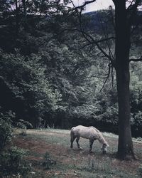 Horse grazing on field against trees in forest
