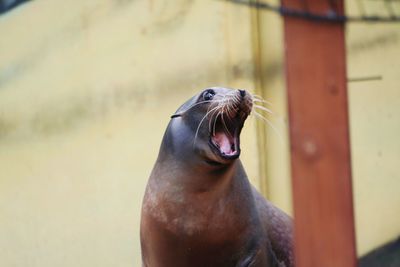 Close-up of sea lion in water