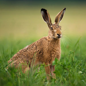 Close-up of rabbit on field