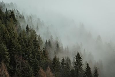 Pine trees in forest against sky