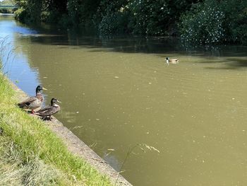 High angle view of ducks swimming on lake