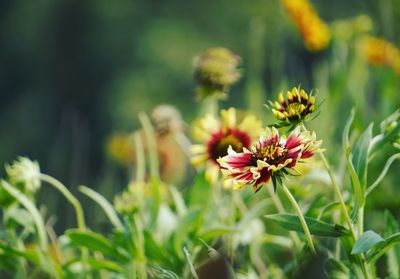 Close-up of flowers blooming outdoors