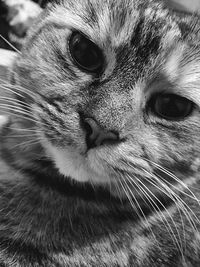 Close-up portrait of cat