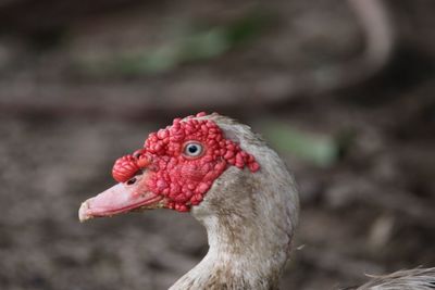 Close-up of muscovy duck