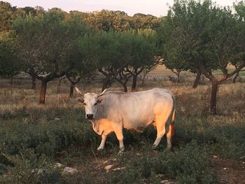 Horse standing in a field