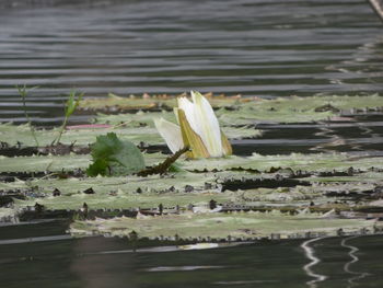 Water lily in lake