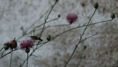 Close-up of insect on flower