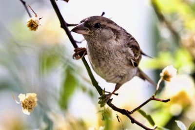 Close-up of bird perching on a plant