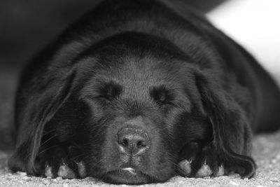 Cute portrait of an 8 week old black labrador puppy sleeping on the ground