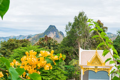 Yellow flowering plants by mountains against sky