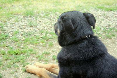 Black dog looking away on field