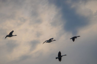 Low angle view of birds flying in evening sky. flock of canada geese, branta canadensis