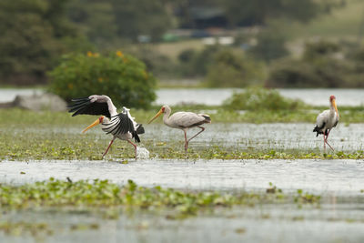 Birds on a lake