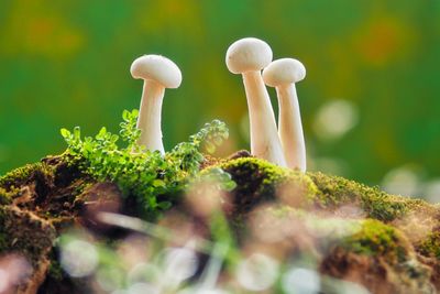 Close-up of mushrooms growing on land