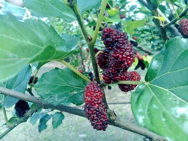 food and drink, fruit, food, healthy eating, freshness, leaf, berry fruit, berry, growth, green color, ripe, red, close-up, tree, plant, strawberry, grape, nature, branch, growing