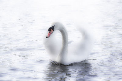 View of swan in lake