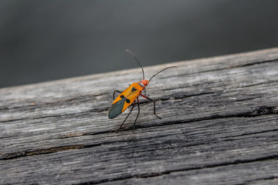 Close-up of butterfly