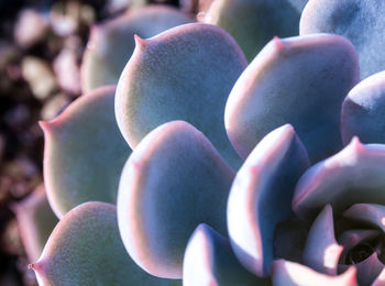 Full frame shot of succulent plant