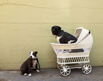 One dog sitting in baby carriage and one dog sitting on concrete flooring