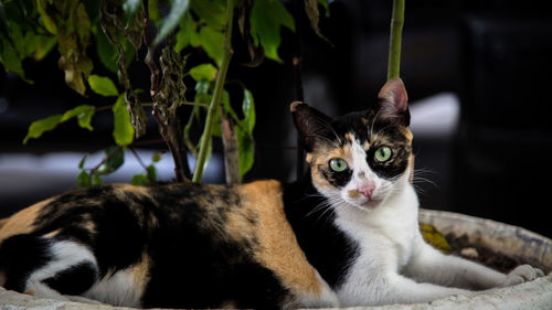 Close-up portrait of cat relaxing at home