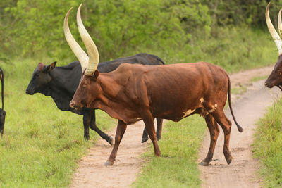Ankole cattle crossing a rural road in uganda