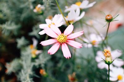 Close-up of pink flowering plant