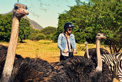 Woman riding segway by ostriches on field during sunny day