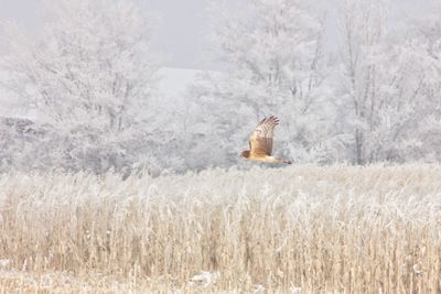 Hawk flying over snowy field during winter