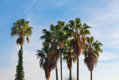 Palms against morning sky . tropical trees with heaven on background