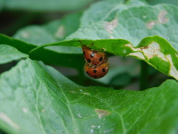 Close-up of ladybug on leaf