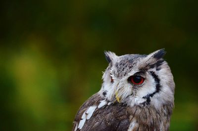 Close-up portrait of a bird