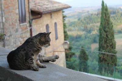 Close-up of cat sitting on building