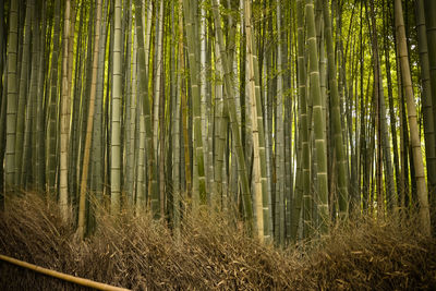 Close-up of bamboo trees in forest
