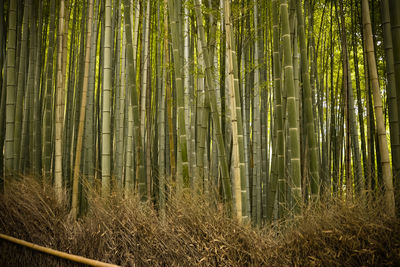 Beautiful, green arashiyama bamboo forest in kyoto, japan. july 2016