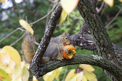 Close-up of squirrel on tree trunk