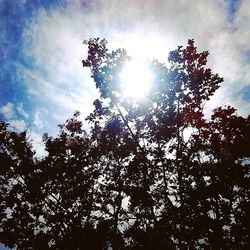 Low angle view of trees against sky