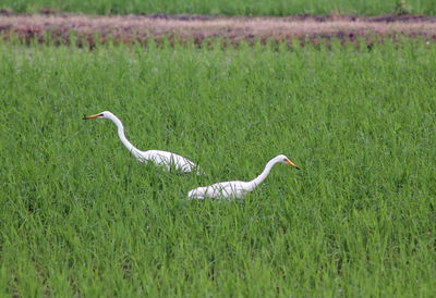 Bird on grassy field