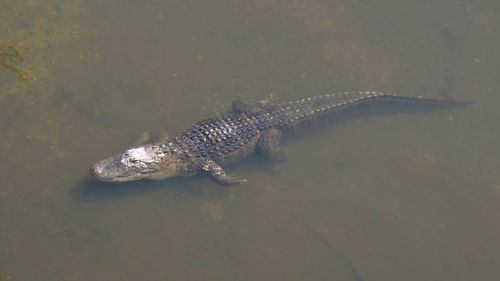 Alligator is a large crocodile in the water. single crocodile floating in water. american alligator